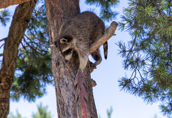 A young raccoon climbs a tree trunk