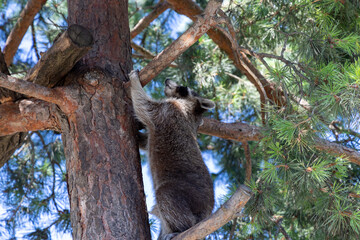 A young raccoon climbs a tree trunk