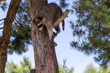 A young raccoon climbs a tree trunk