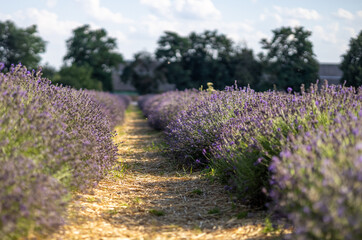 Fototapeta premium Lavender field in the summer day