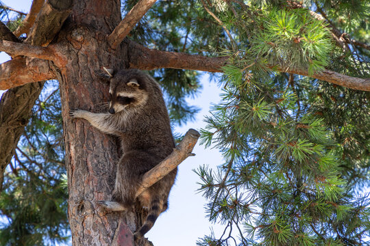 A young raccoon climbs a tree trunk - Powered by Adobe