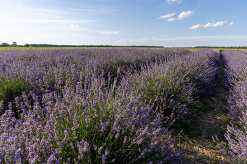 Fototapeta premium Lavender field in the summer day