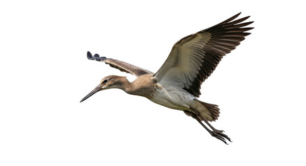 Isolated Flying Bird