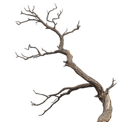 Bare Tree Twig on Transparent Background