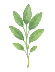 Obraz premium Watercolor sage sprig, fresh aromatic green herb, botanical culinary illustration.