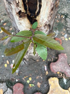new leaf and a branch of a tree