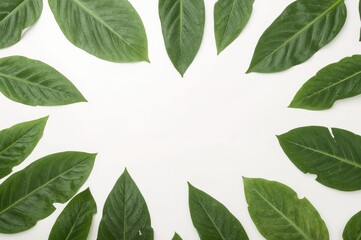 Top view of Galangal leaves scattered on a white surface
