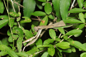 獲物を求めて茂みの中を歩く灰茶色系のオオカマキリ成虫（アウトドアフィールド昆虫マクロ撮影）