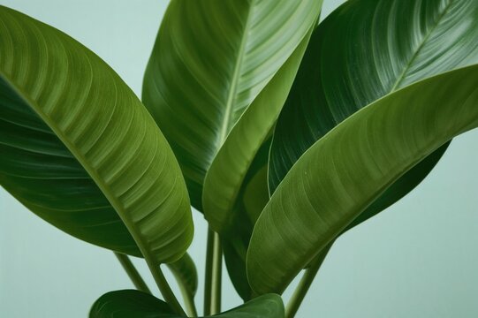 Close-Up of Bright Green Shell Ginger Leaves