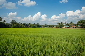 Fototapeta premium Agricultural Plots in Southeast Asia