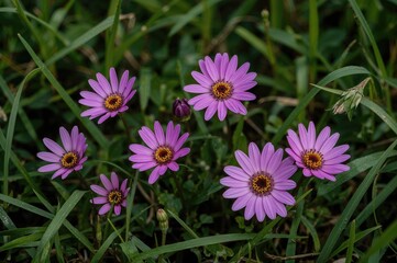 Obraz premium Yellow-centered flowers surrounded by green grass during springtime
