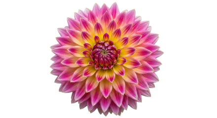 Isolated Dahlia Flower Head
