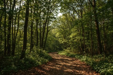 Obraz premium A winding trail meanders beneath a thick leafy canopy in a sunlit woodland, with the forest floor blanketed by fallen leaves and the atmosphere alive with birdsong.
