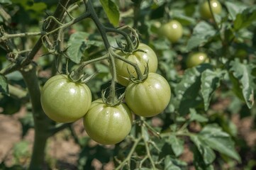 Fototapeta premium Green cherry tomatoes growing on vines in a backyard garden, fresh and unripe, perfect for a plant-based diet. Summer harvest of organic vegetables in a rural setting.