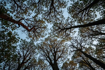 Fototapeta premium Vibrant treetops stretching upward against a twilight sky from a low viewpoint