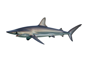 Obraz premium A striking side view of a pelagic shark, showcasing its streamlined form against a stark black backdrop.