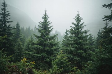 Fototapeta premium Close-up of pine needles covered in water droplets with a blurred, textured backdrop, natural greenery, foliage, woodland, flora, botanical, therapeutic, hills, wellness