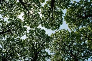 Obraz premium Sunlight Gently Illuminates Lush Green Canopies