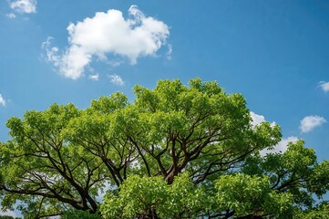 Fototapeta premium Lush foliage outlined by a clear azure sky