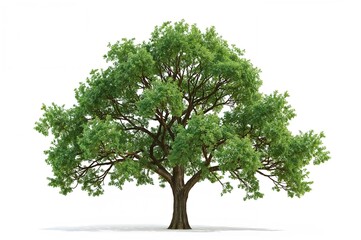 Obraz premium 3D rendering of a vibrant green tree on a plain white background