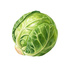 Obraz premium Watercolor Brussels Sprout, Single Vegetable Illustration Isolated on Transparent Background, Botanical Painting, Food Clipart, Brussels sprout, watercolor painting, vegetable illustration