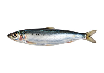 Fototapeta premium A single, whole, small fish, presented against a pure black background, highlights its scaled body and delicate tail fin.