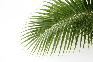 Obraz premium Single palm tree green leaf on a plain white backdrop