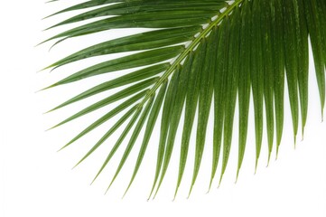 Fototapeta premium Palm tree green leaf isolated on a white backdrop