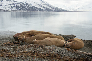 Morse, Odobenus rosmarus, Spitzberg, Svalbard, Norvège