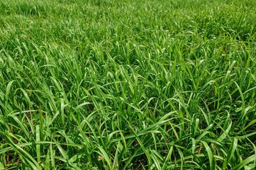 Obraz premium Abstract summer texture with green grass and natural elements