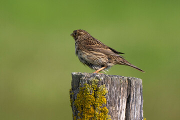Bruant proyer,
Emberiza calandra, Corn Bunting