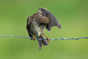 Bruant proyer,Emberiza calandra, Corn Bunting