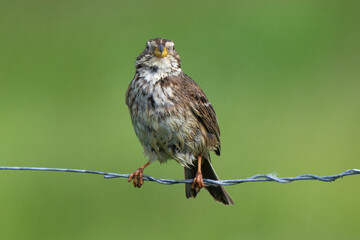 Bruant proyer,
Emberiza calandra, Corn Bunting