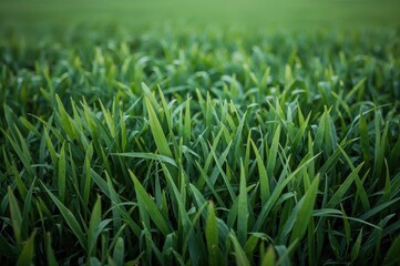 Fototapeta premium Texture of lush green grass background