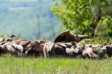 Vautour fauve,Gyps fulvus, Griffon Vulture, Parc naturel régional des grands causses 48, Lozere, France