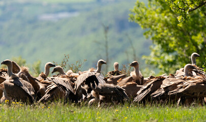 Fototapeta premium Vautour fauve, Gyps fulvus, Griffon Vulture, Parc naturel régional des grands causses 48, Lozere, France