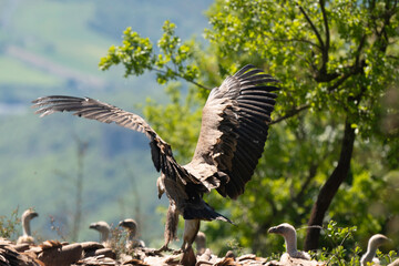 Vautour fauve,Gyps fulvus, Griffon Vulture, Parc naturel régional des grands causses 48, Lozere, France