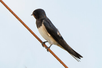 Hirondelle de fenêtre, Delichon urbicum, Western House Martin © JAG IMAGES
