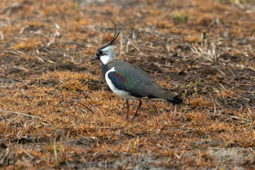 Vanneau huppé,Vanellus vanellus, Northern Lapwing