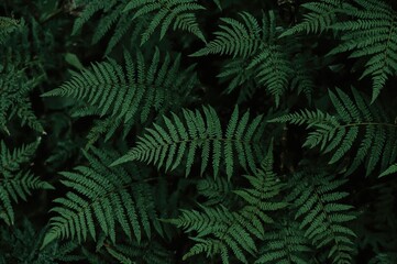 Background featuring a green fern leaf branch