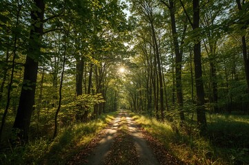 Naklejka premium Lush forest pathway illuminated by autumn sunlight