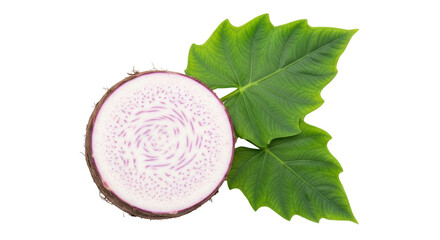 Isolated Taro Root with Leaf