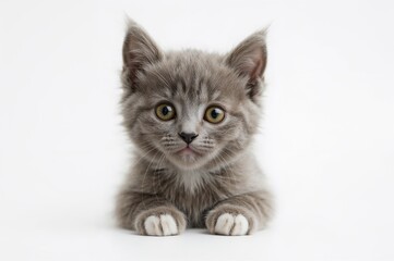 Gray kitten staring intently