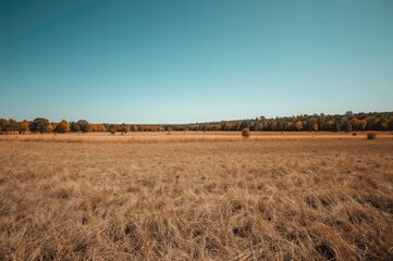 Obraz premium Dry brown grassland landscape with trees under sunny blue sky, summer nature scene, rural countryside view, autumn texture