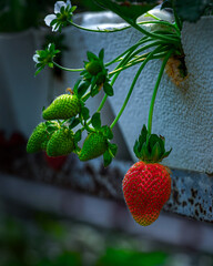 strawberry in the garden