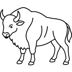 Wild Bison Outline line art