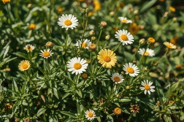 Fototapeta premium Glebionis coronaria blooming in a garden setting, commonly called Crown Daisy or Crown Marigold.