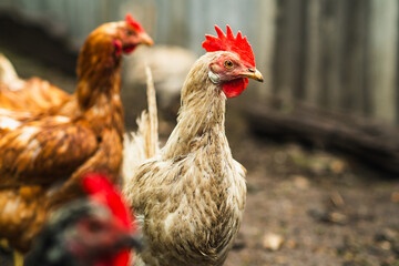 Chickens foraging in a rural backyard environment during daylight hours