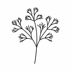 Dill Herb Leaf Outline Vector