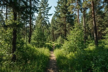 Fototapeta premium Clearing and Pathway Within a Boreal Woodland. Untamed Plant Life and Ecosystem of the Far North